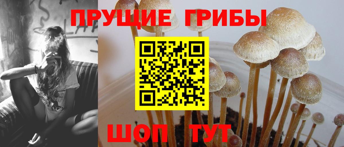 Псилоцибиновые грибы Cubensis Каспийск